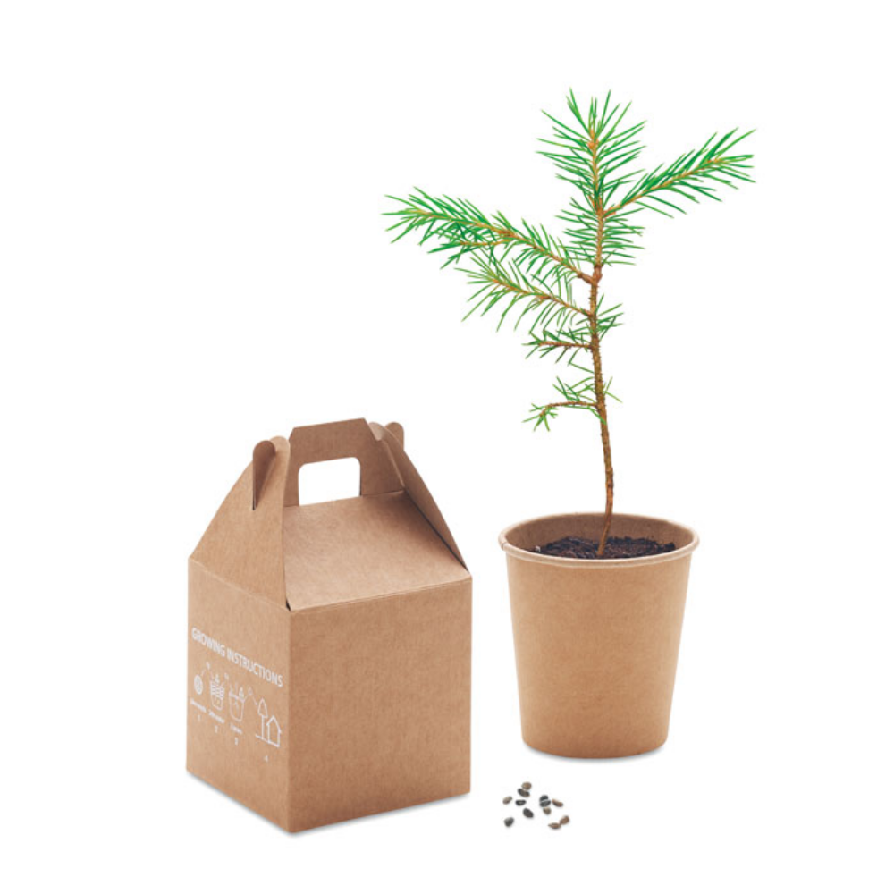 Pine Seed Planting Kit - Eversley