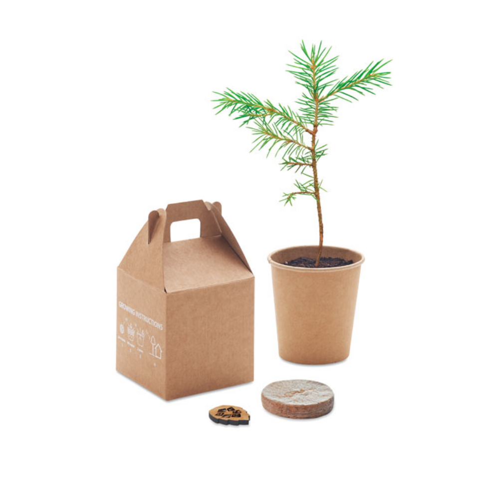 Pine Seed Planting Kit - Eversley