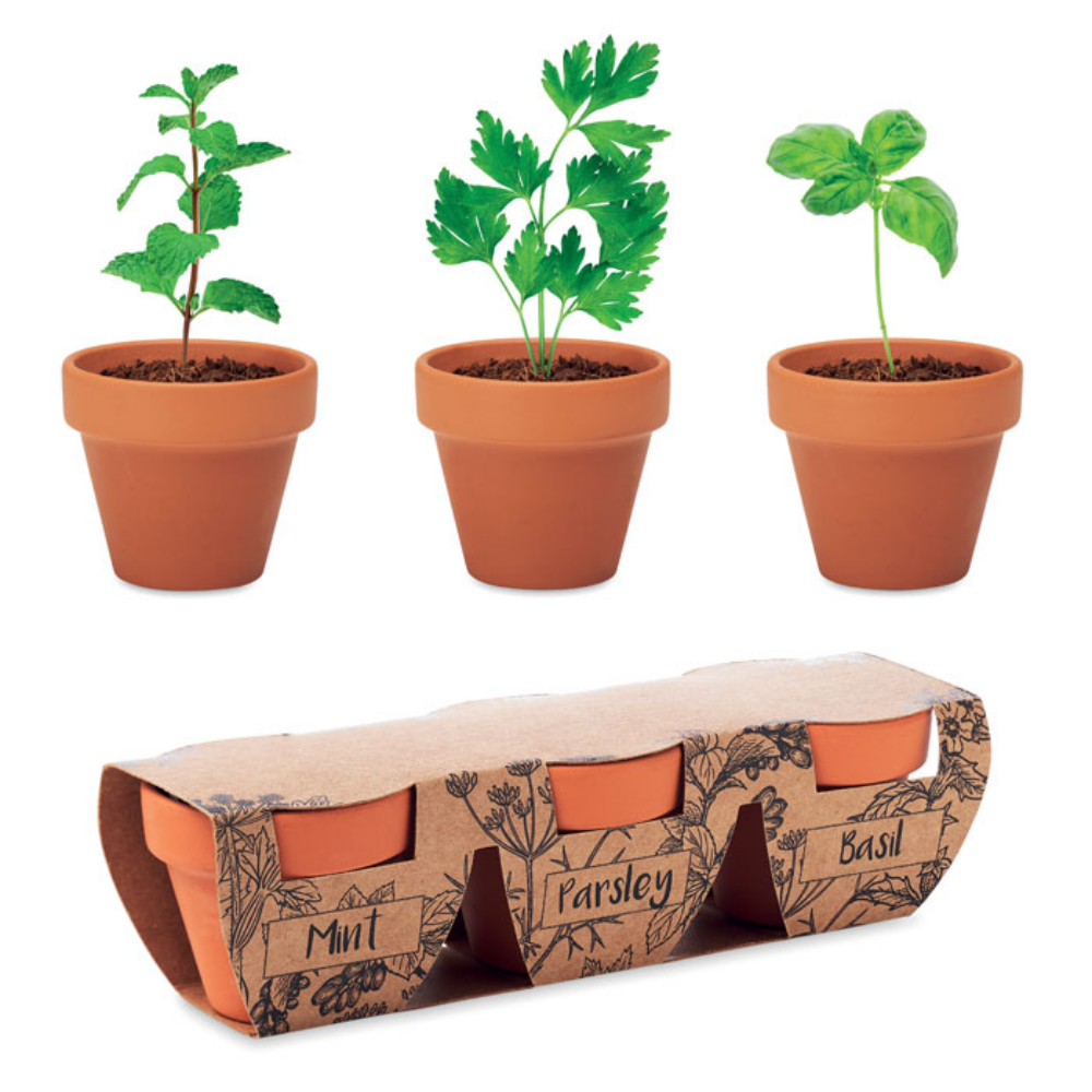 Set of Terracotta Pots for Growing Herbs - Muswell Hill