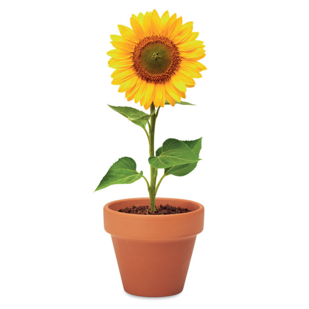 Sunflower Seed Terracotta Pot - Foxton