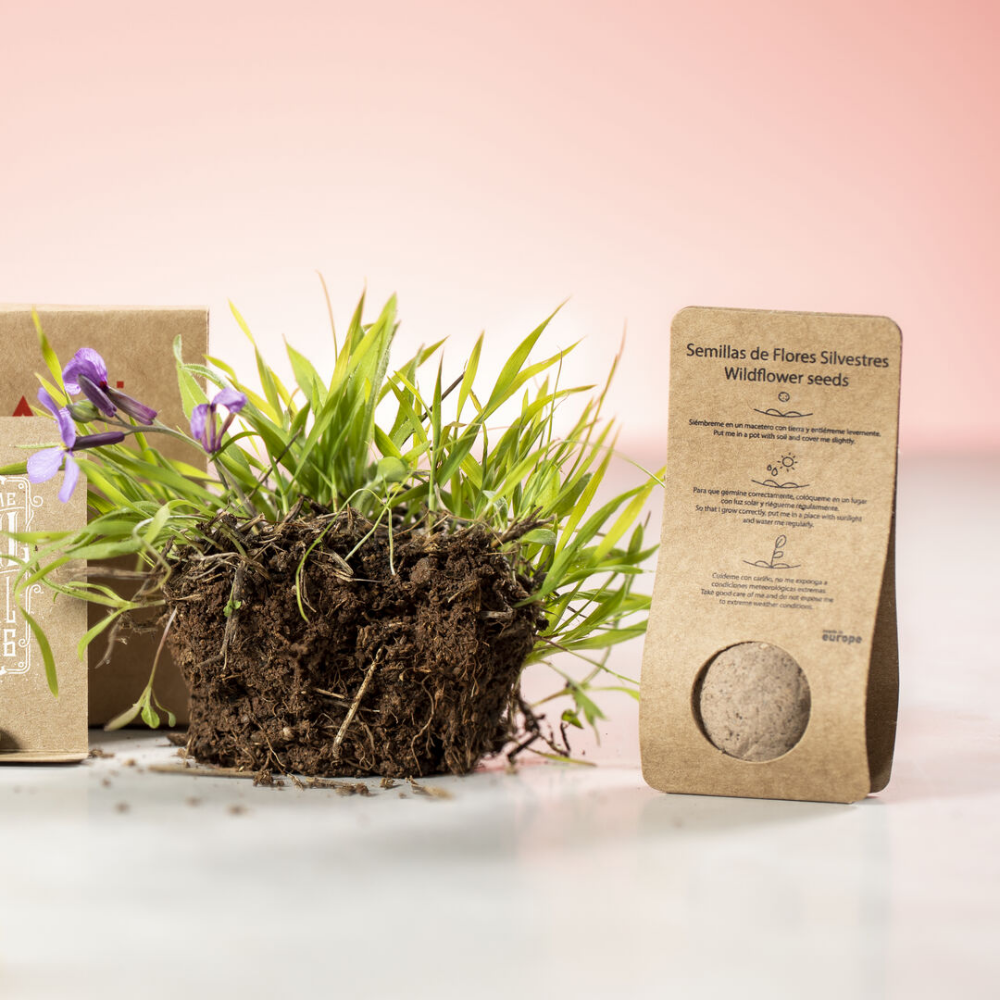 Wild Flower Seed Ball made in Europe, packaged in a Recycled Cardboard Box - Westgate-on-Sea