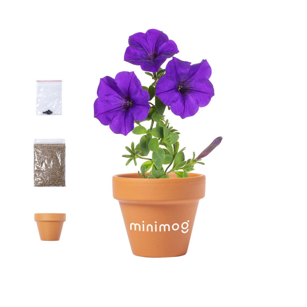 Petunia Flower Pot - Wootton - Aldingbourne