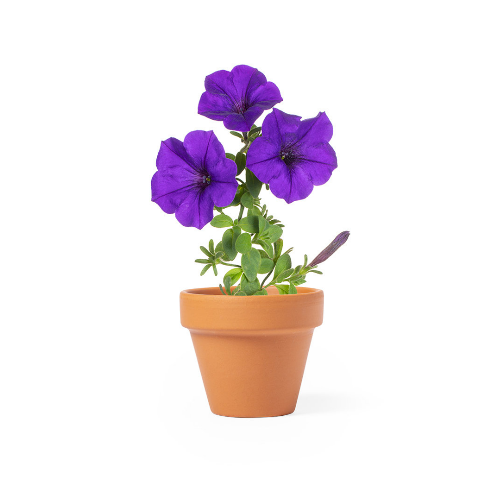 Petunia Flower Pot - Wootton - Aldingbourne