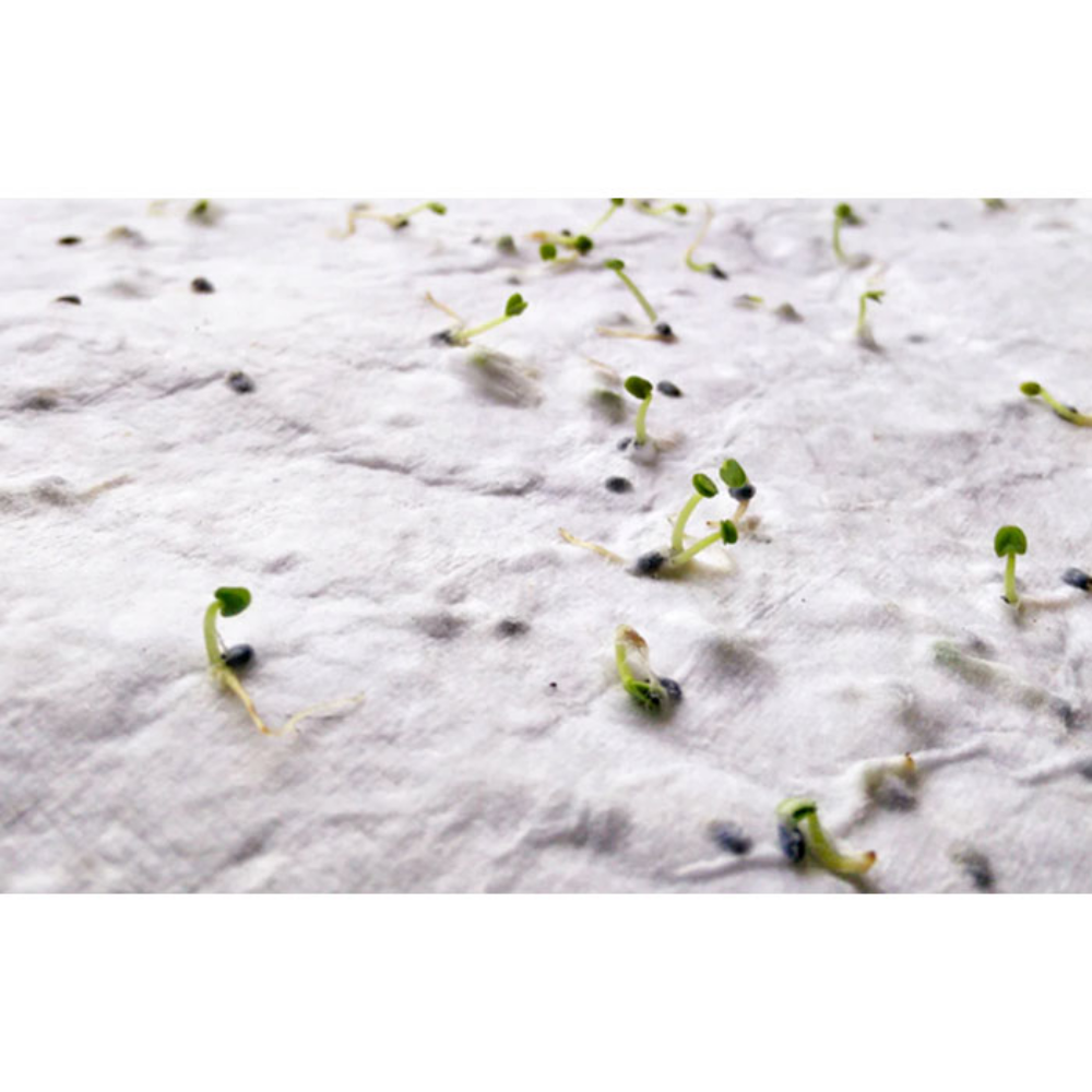 EcoGrow A4 Wildflower Seed Paper - Oxford - Llanidloes
