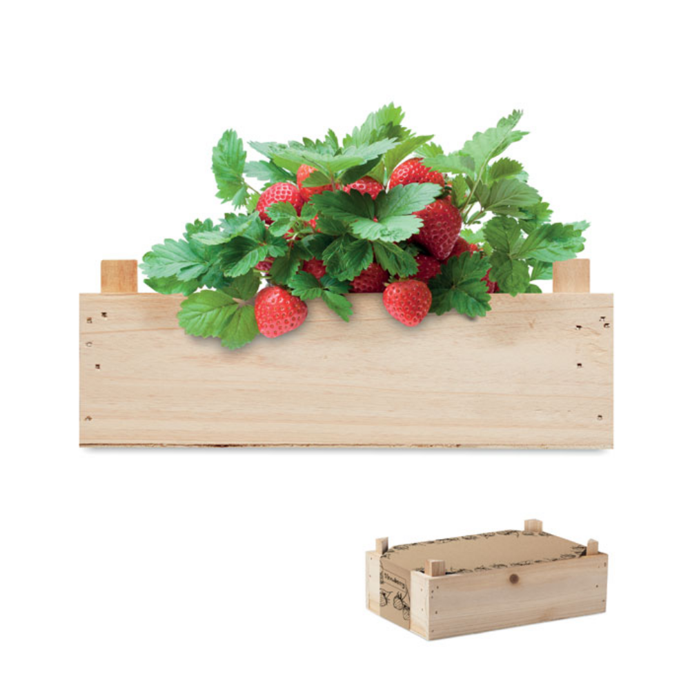 Blivit Aardbeienpakket in houten krat